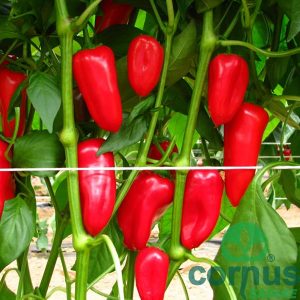 Paprika-Ashdodna-F1