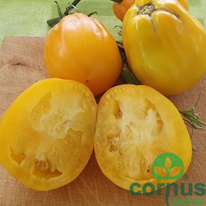 Cuor di bue giallo sel. Jesi - slika 2