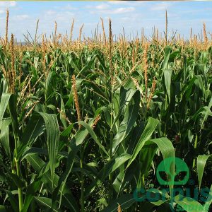 Sladka koruza - Vision F1 [12/1] - slika 2