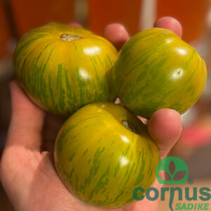 Paradižnik - Green Zebra (1)