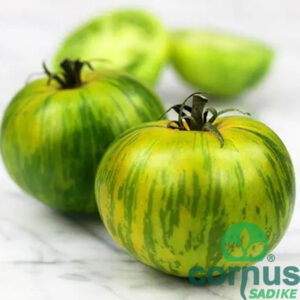 Green Zebra [P10] - slika 3