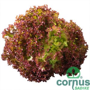 Spectation tip: LOLLO ROSSA - slika 1