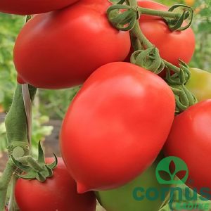 Torquay F1 (nizki) [P10] - slika 3