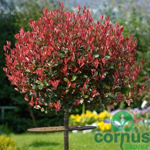 FOTINIJA - Little Red Rubin (10-20 cm) - slika 1