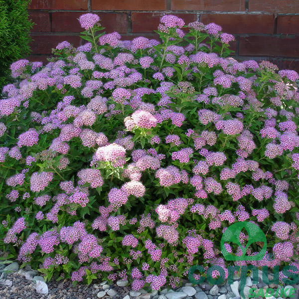 Spiraea-Little-princess-(1)